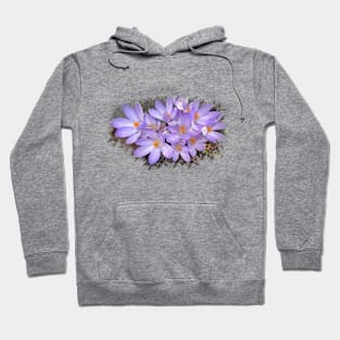 purple crocuses, crocus, spring flowers, bloom Hoodie